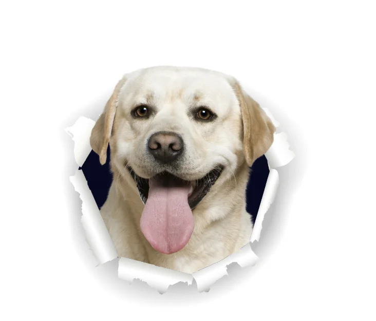 Three Ratels 3D Labrador Retrievers Dog Stickers Super Staffie decal on Wall Fridge Toilet car bike | Дом и сад