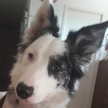 Индивидуальная алмазная живопись