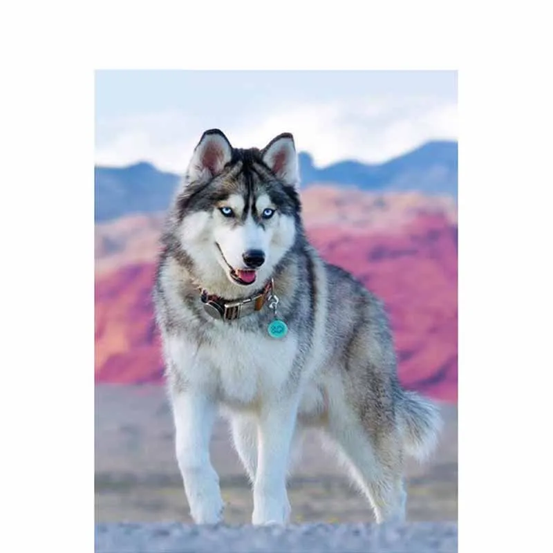 8c4b60f585826a9fcf1dda1dfce696c7_HTB1Wievbh2rK1RkSnhJq6ykdpXao