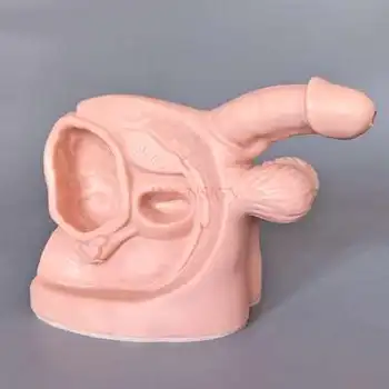 

Male internal and external reproductive organ model catheterization demonstration model reproductive system structure teaching