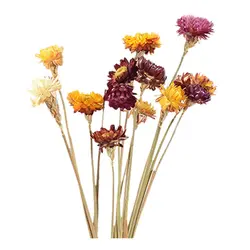20 шт. сушеный цветок ромашка натуральный искусственный цветок красочные хризантемы орнамент садовый соломенный стебель Свадебная