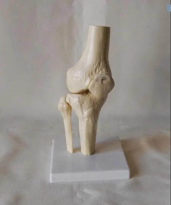 Pvc 11 Life Flexural Human Knee Joint Function Model Human Pvc