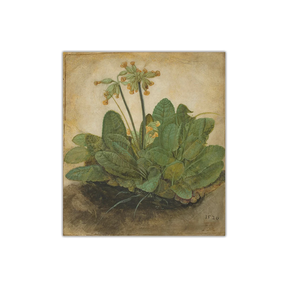 Citon Canvas Albrecht Durer《Tuft of Cowslips》Art Oil painting Artwork Picture Modern Wall decor Home Living room Decoration