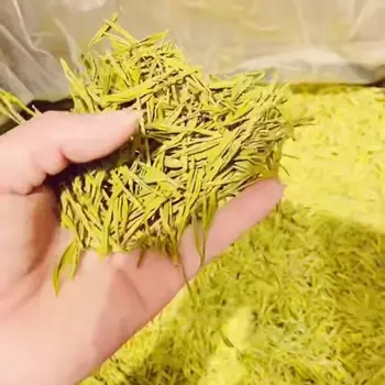 

2020 Zhejiang Huang Jin Ya Golden Bud White Tea One Bud and One Leaf for Warm Stomach and Eyesight