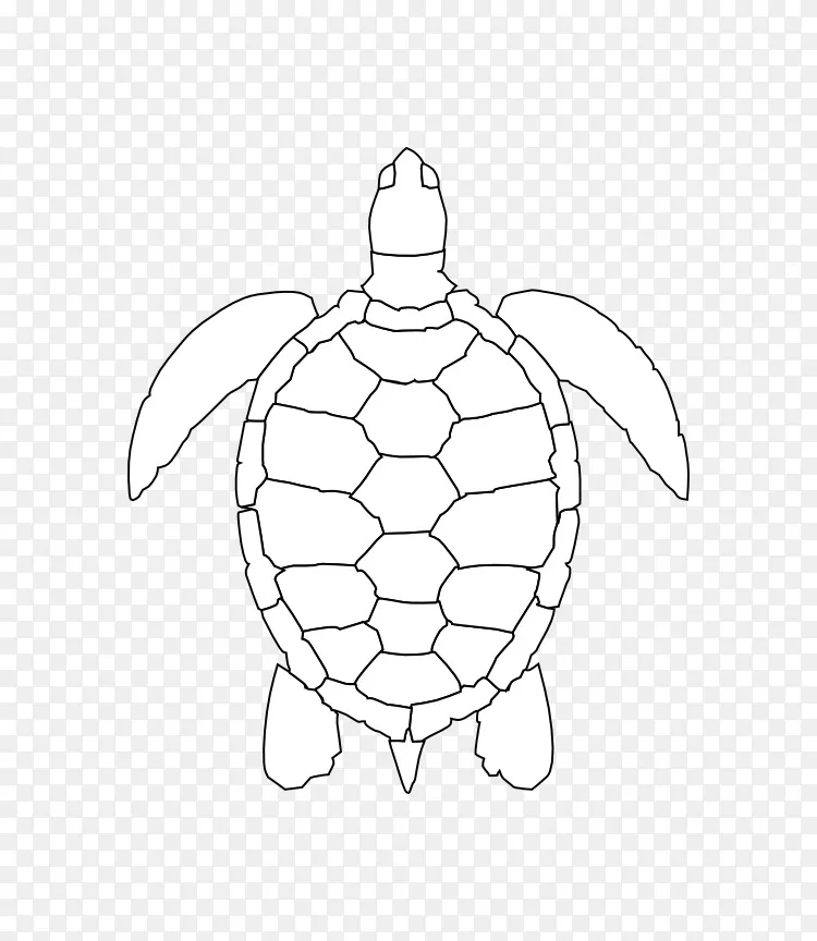 绿海龟画夹艺术-海龟轮廓png图片素材免费下载_图片编