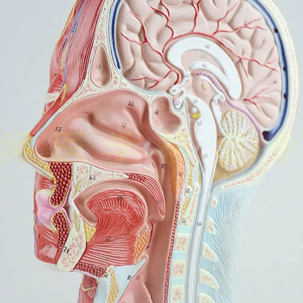 It head section image. Голова человека биология. Farynx sagital. Sprechapparat. Голова в разрезе анатомия.