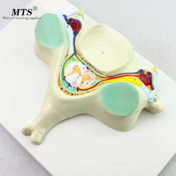 The Fifth Cervical Vertebra Model Cervical Vertebrae Nerve Amplification Model Skeletal Model Anatomical Model Manikin
