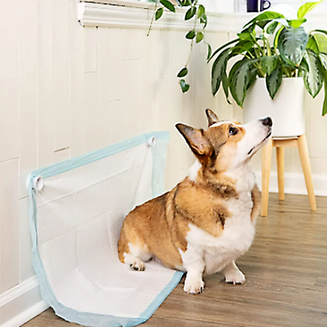 How Do You Train An Older Dog To Use A Puppy Pad