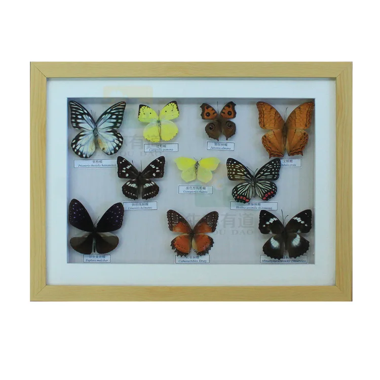 

10 Kinds of Real Butterfly Specimen Butterfly Embedded Specimen Insects Embedded Specimen Biological Entomology Teaching Aids