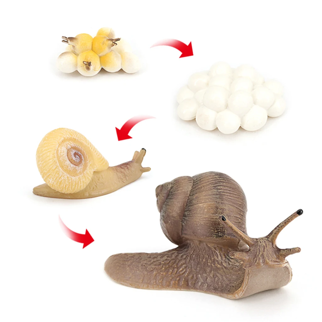 Marine Creatures Growth Diary Simulation Snail Life Cycle Set Model Action & Toy Marine Creatures Growth Diary Simulation Snail Life Cycle Set Model Action & Toy