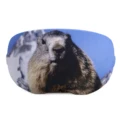 Image 22