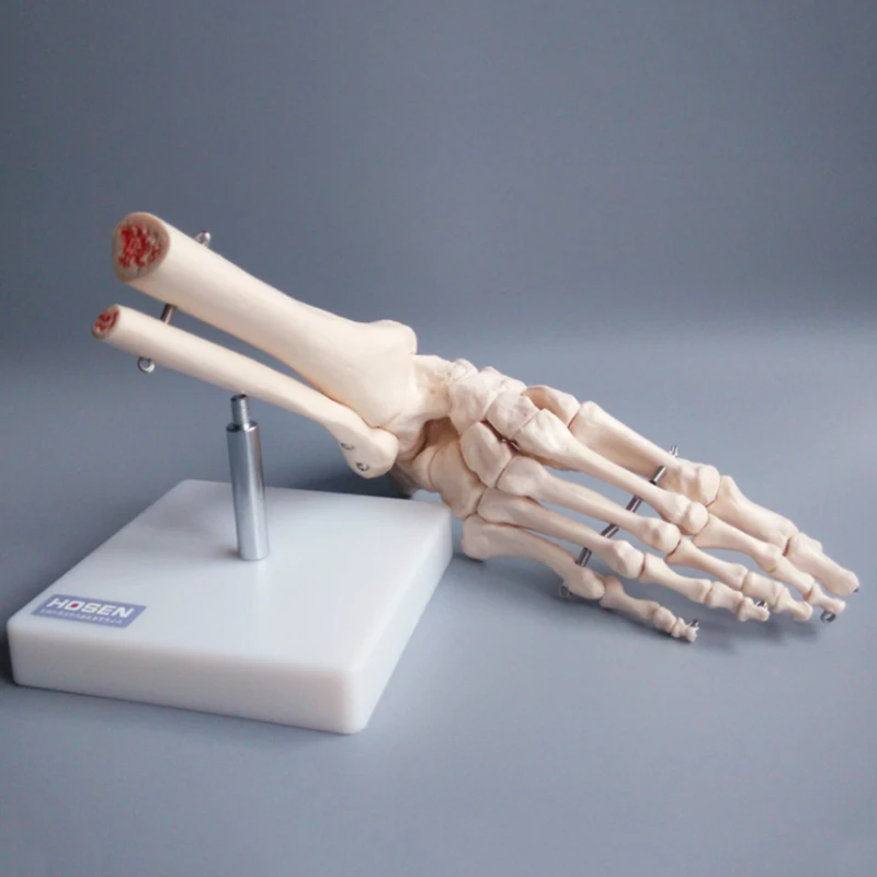 Foot Skeleton Model 1:1 Foot Joint Model Foot Skeleton Model Medical Studies Bones Skeletal Anatomy Clinic Show Teaching