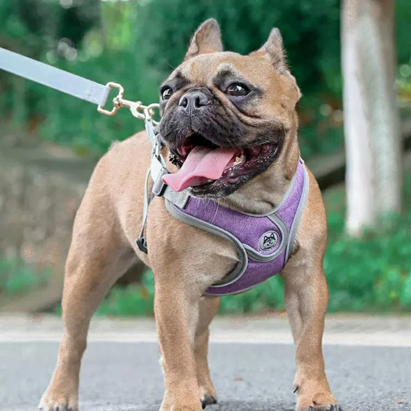 do cão pequeno, trela e coleira para