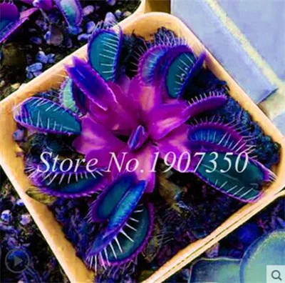 По выгодной цене! 200 шт в горшках инсективорный Dionaea Muscipula Гигантский Венера флайтрап бонсай плотоядное растение легко выращивать - Цвет: 5