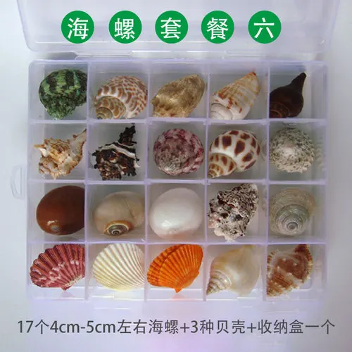Natural Conch Shell Starfish Specimens Gift Box Children Marine Biological Science Materials Kindergarten Gift Decoration Crafts - Цвет: 6