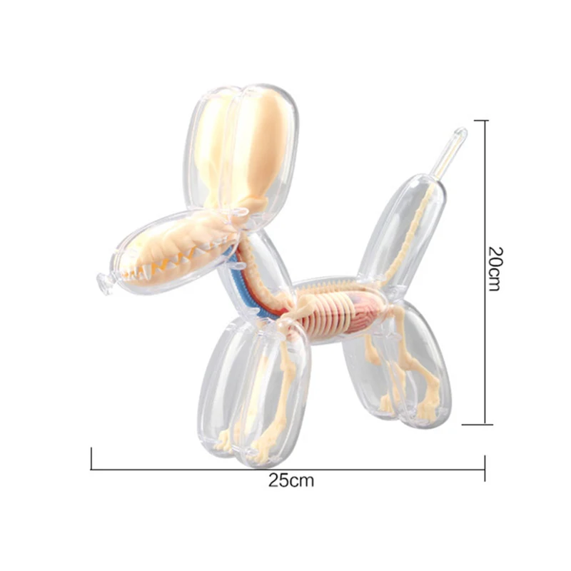 4DMASTER Balloon Dog Anatomy バルーンドッグ Amazon.co.jp: バルーンドッグボーンパースペクティブ解剖モデル
