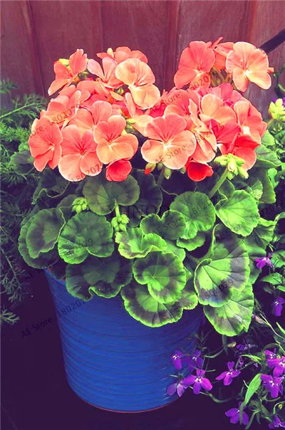 Бестселлер! настоящий глубокий красный Герань бонсай красивый очаровательный цветочный сад пеларгония плющелистная растение легко растёт прорастание скорость 9 - Цвет: 24