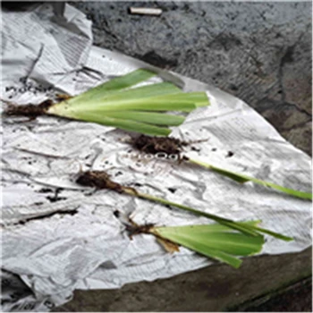 

Ngryise 3Pcs A Set Neomarica gracilis walking Root