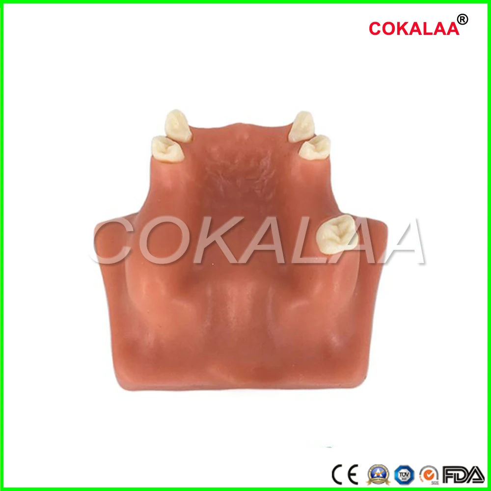 COKALAA Стоматологическая верхняя челюсть Sinus подъемная модель для практики, медицинская научная образовательная обучающая модель