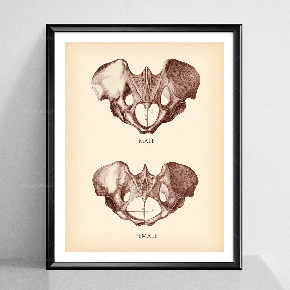 Vintage Pelvis Print, Female Pelvis, Male Pelvis, Antique Anatomy Poster,  Skeleton Illustration, Chiropractor Office Decor, Orth - AliExpress