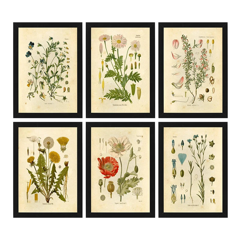 Prints Framed Wall Art Botanical Poster Botanical Prints Windflower