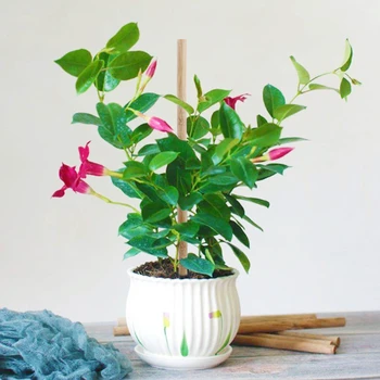 

30pcs Wooden Bamboo Plant Sticks Flower Canes Support Garden Plants Grow Stands Household Garden Bonsai Gardening Tool