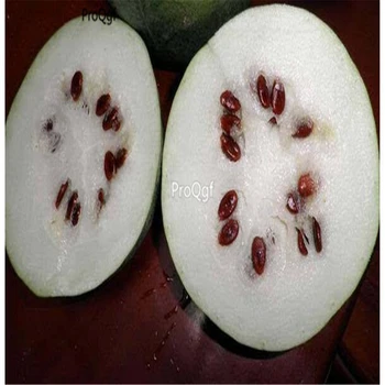 

Ngryise 500Pcs A Set white watermelon