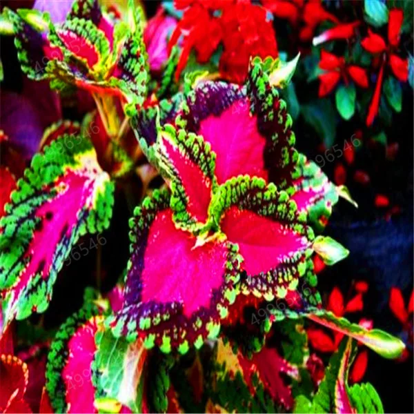 Hot-Sale-100Pcs-Begonia-Bonsai-Flower-Plant-for-Plant-Home-Garden-Courtyard-Balcony-Coleus-Potted-Plant.jpg_640x640 (6)