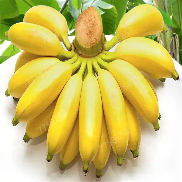 100 Pcs de banana