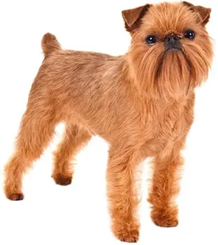 

Dinghy Tuzik warm overalls Griffon dog
