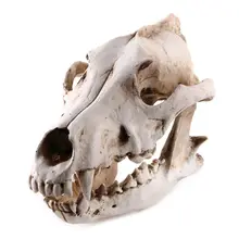 Смоляные животные шакал Койот волк модель скелета обучающий инструмент украшение аквариума принадлежности