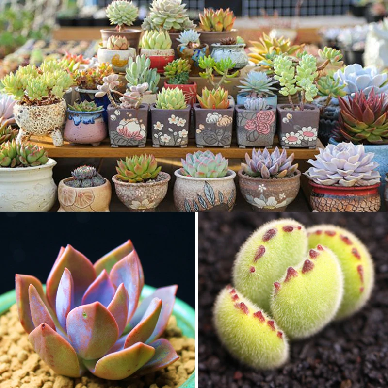 3Bag-Flower-fertilizer-general-compound-fertilizer-fleshy-fertilizer-vegetable-organic-fertilizer-fruit-tree-compound-fertilize.jpg 3 -Táskás Virág Műtrágya Általános Összetett Húsos Zöldség Szerves Gyümölcsfa Vegyület Megtermékenyítés - Image 5