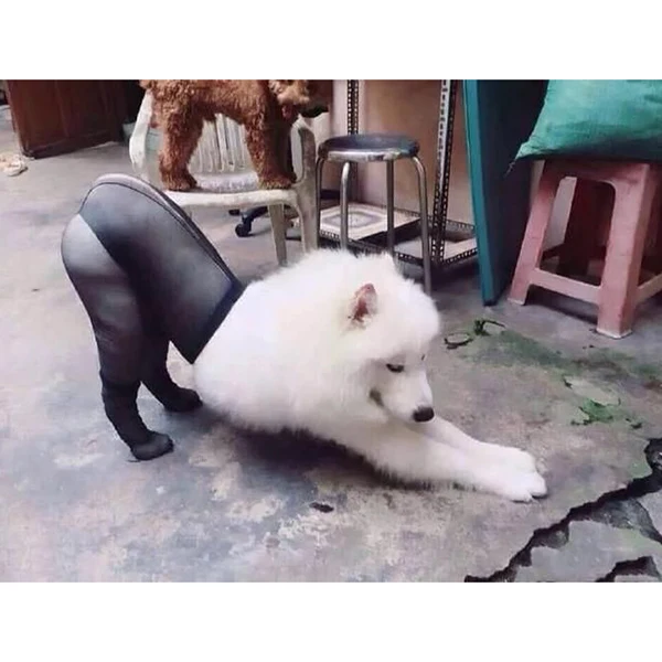 Divertidos calcetines de seda para perros y mascotas, accesorios para tomar fotos de perros, artículos para disfraces de imitación para perros grandes y medianos DIN889|Calcetines para perros|   - AliExpress - Selección de productos extraños para animales con Aliexpress