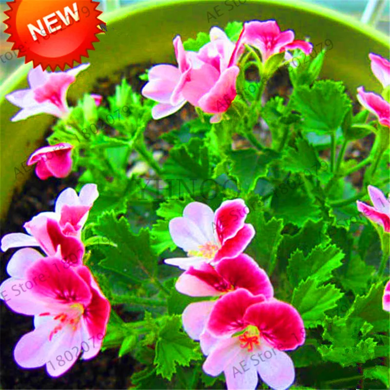 Новое поступление! 20 шт фиолетовый одноклапанный Герань бонсай многолетний цветочный сад пеларгония плющелистная растение для комнатных помещений,# JAFJDE