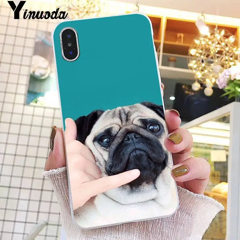Animal Cute Pug Dog