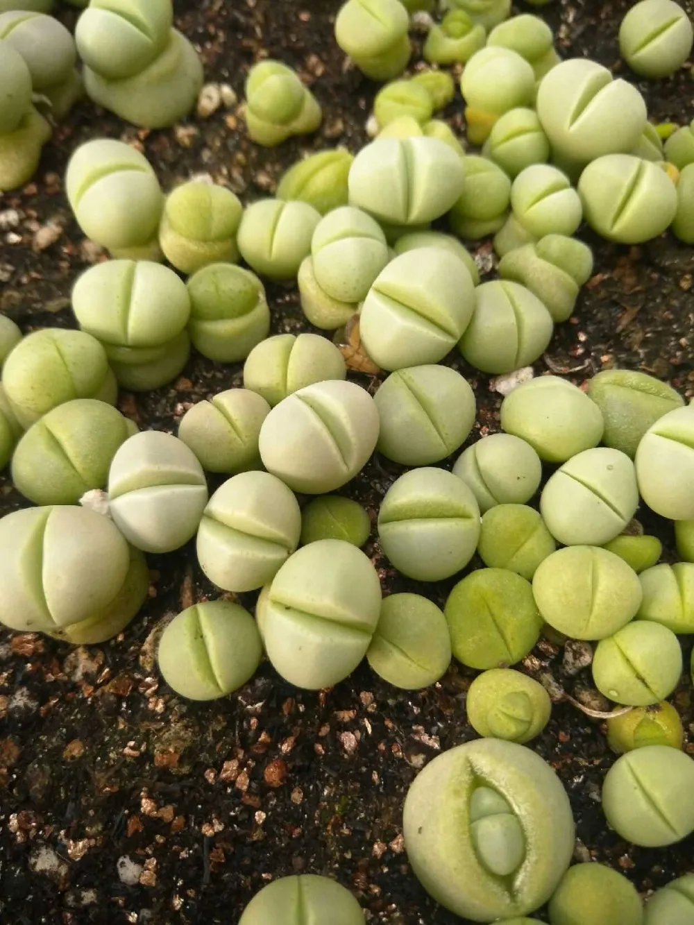 1000 шт- настоящие свежие настоящие динозавры wilmotianus succulent Oo~(Huan Yu)~ живые камни F