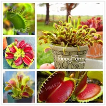 100 шт. Летающая ловушка plantas Dionaea muscipola гигантский зажим Венера флайтрап завод Бонсай плотоядное растение сад дионаея саженцы Флорес