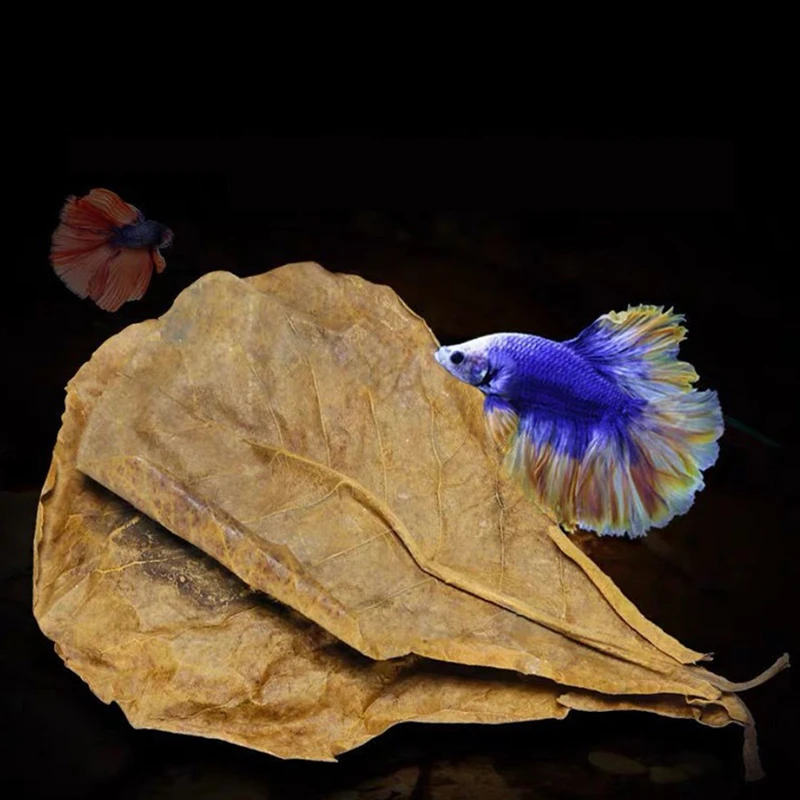 5/25/50pcs Natural Catappa Leaves Almond Leaf Fish Cleaning Treatment Aquarium Tank