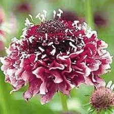 50 шт. свежий настоящий Scabiosa atropurpurea flower P-semillas sementes