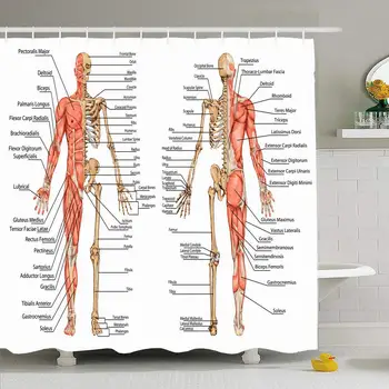 

Shower Curtain Set with Hooks 72x72 Human Lubrical Skeleton Scapula Posterior Anterior Gym View Skull Didactic Science Education