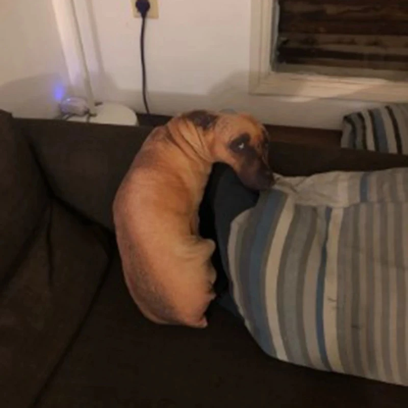 HOT New 3D Lifelike Animal Cute Bend Dog Printed Throw Pillow Funny Dog Head Cosplay Children Favorite Toy Cushion for Home