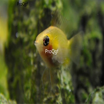 

Ngryise 2Pcs A Set Papiliochromis ramirezi