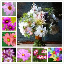 100 шт./упак. Космос карликовые деревья, на улице и в помещении цветущих растений, легко растить, горшечные цветы для дома и сада и двора