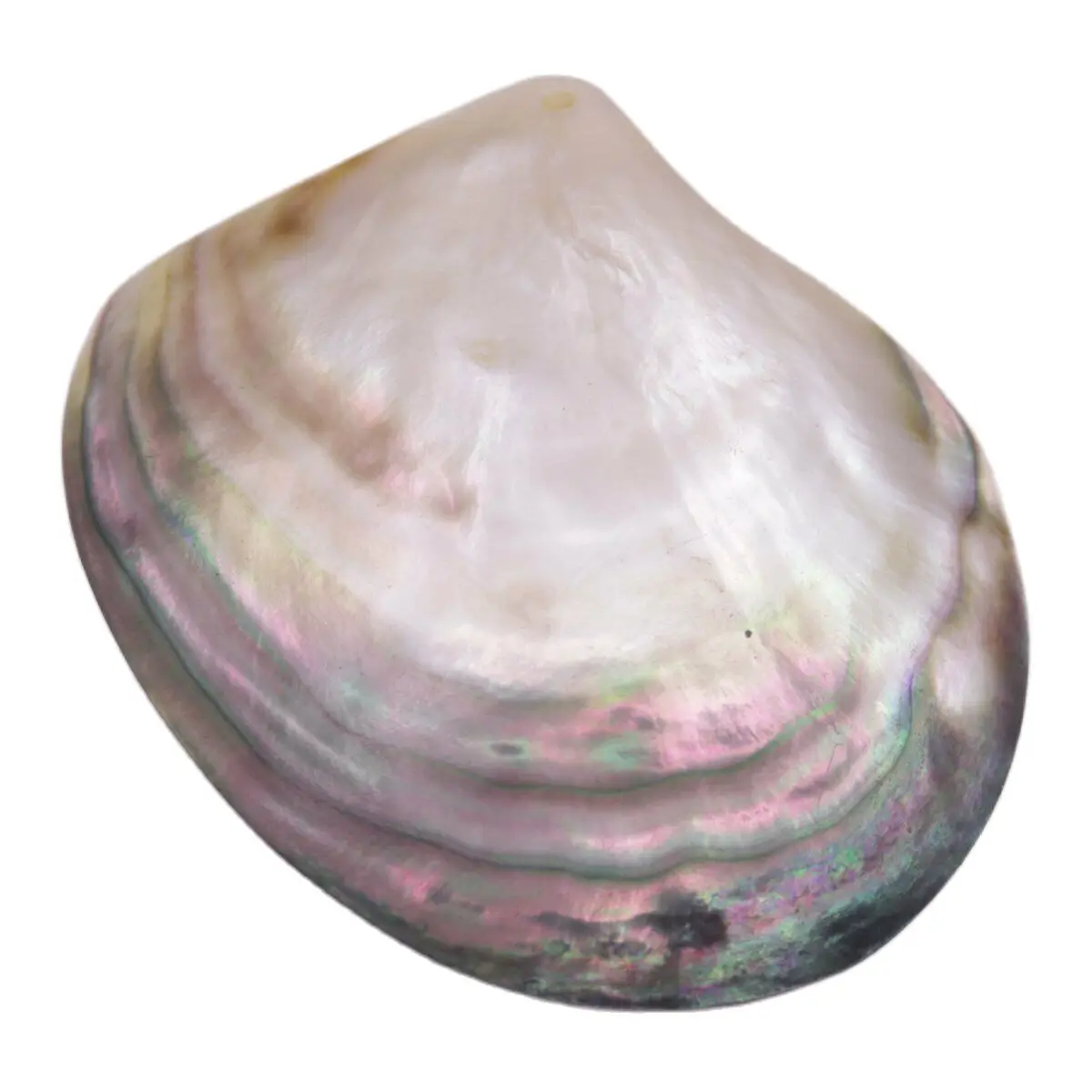 

60-80mm Natural Seashells Black Mother of Pearl Sea Shell Dish Home Decor