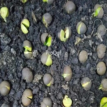 

Ngryise 300Pcs A Set Green Teea Garden For Xin Yang Mao Jia