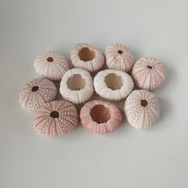 Happykiss Natural 2pcs Sea Urchin Star Fish Natural Mini Sea