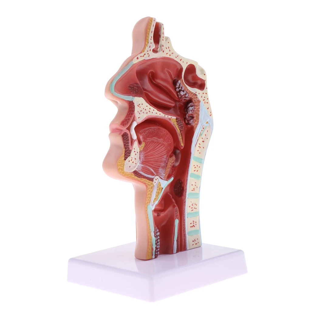 Longitudinal Section Human Nasal Oral Cavity Throat Pathology Model Educative Learning Resources | Игрушки и хобби
