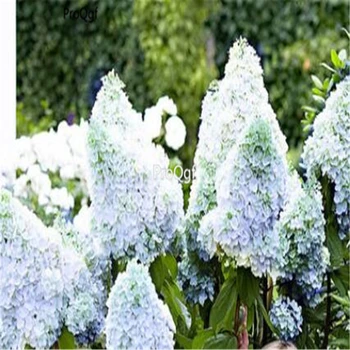

Ngryise 2000Pcs A Set rare shape hydrangea