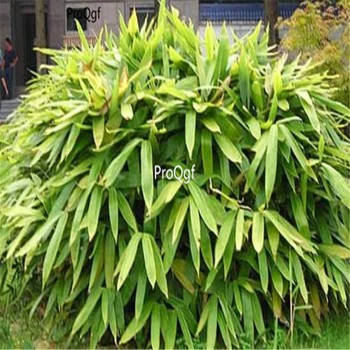 

Ngryise 1000Pcs A Set Indocalamus tessellatus