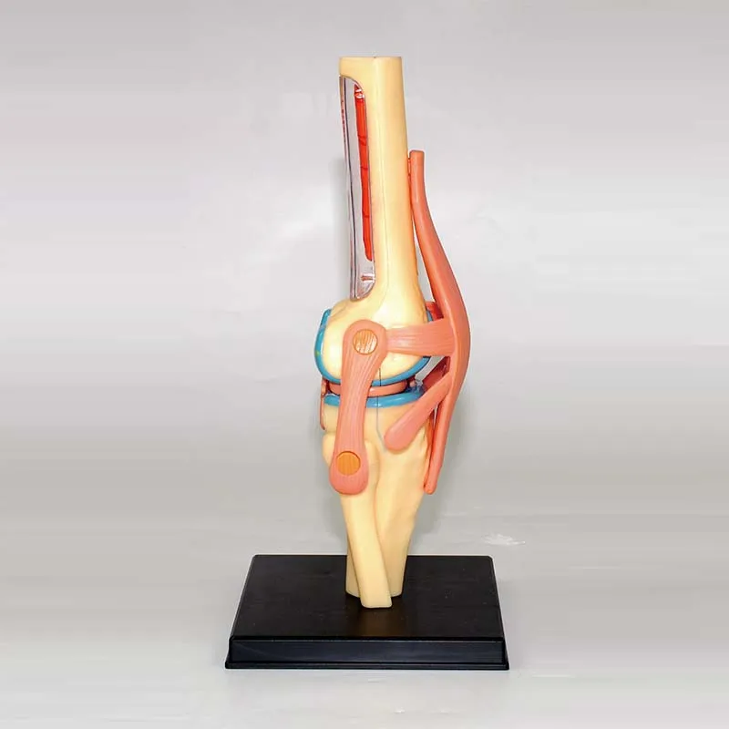 montagem brinquedo de ensino anatomia modelo diy